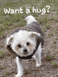 a small white dog wearing a jacket with the words want a hug written on the bottom