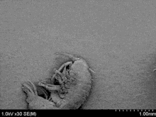 Bacteria Diatom GIF - Bacteria Diatom Micro GIFs