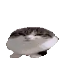 a cat is standing on its hind legs and looking at the camera on a white background .
