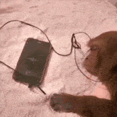 a dog wearing headphones is laying next to a phone
