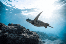 a green sea turtle is swimming in the ocean