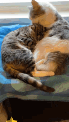 In Love Cats GIF - In Love Cats Kitten GIFs
