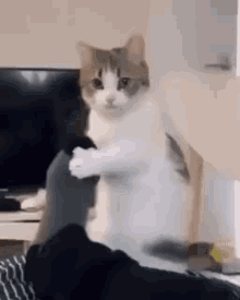Cat Shaking GIF