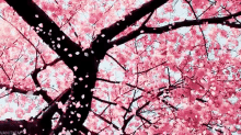 Spring Cherry Blossom Flowers GIF