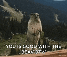 a groundhog standing on its hind legs with the words " you is good with the beav btw "
