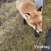 A Fox Is Getting Closer Red Fox GIF - A Fox Is Getting Closer Red Fox Viralhog GIFs