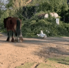 Horse Kick GIF