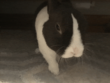 Bunny Sundae GIF - Bunny Sundae GIFs