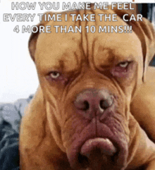 a brown dog is laying down with a caption that says how you make me feel every time i take the car 4 more than 10 mins !!!