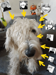 a dog is surrounded by yellow arrows pointing to different pictures of anime characters