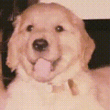 a puppy is sticking its tongue out and smiling .