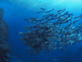 a large school of fish swimming in a blue ocean