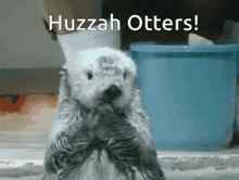 a sea otter is standing in front of a blue bucket and says huzzah otters
