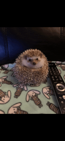 a hedgehog is sitting next to a remote control on a blanket with rabbits on it
