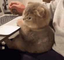 Angry Cat Grumpy GIF - Angry Cat Grumpy Laptop GIFs