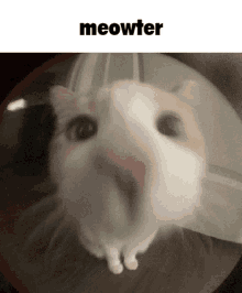 Meowter GIF - Meowter GIFs