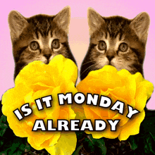 Is It Monday Already Monday Morning GIF - Is It Monday Already Monday Monday Morning GIFs