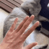 Cat Slap Cat Belly GIF - Cat Slap Cat Belly GIFs