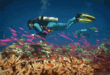 sea diving underwater scuba fishes