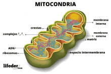 Mitochondria GIF