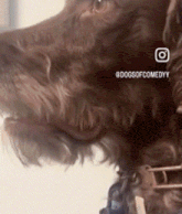 a close up of a dog 's face with the words dogsofcomedy written on it