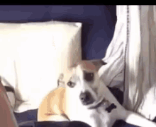Selfie Dog GIF - Selfie Dog Take GIFs