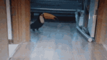 toucan pet