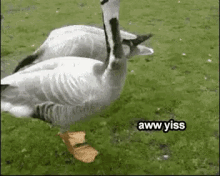 Breadcrumbs Duck GIF - Breadcrumbs Duck Fancyfeet GIFs