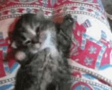 Cat Great Day GIF - Cat Great Day GIFs