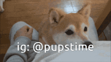 a dog laying on a person 's lap with the hashtag @pupstime