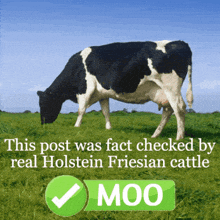 a black and white cow grazing in a grassy field next to a green moo button