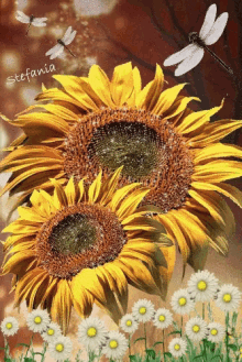 Sun Flowers GIF - Sun Flowers White GIFs