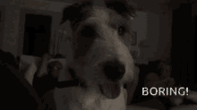 Boring Dog GIF - Boring Dog Tv GIFs