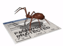 spider password password protected old age internet webcore