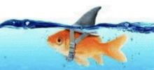 a goldfish with a shark 's tail is swimming in the water .