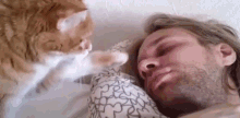 Hey, Dad, Wake Up! GIF - Cat Boop Wake Up GIFs