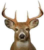 a close up of a deer 's face with hypnotic eyes