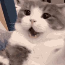 Cat Mad Mad Face GIF - Cat Mad Mad Face Angry GIFs