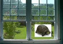 Turtle Outside Window GIF - Turtle Outside Window Funny GIFs