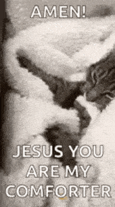 a cat is laying on a bed with the words `` amen jesus you are my comforter '' .