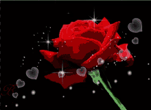 Rose Day Rose GIF - Rose Day Rose Hearts GIFs