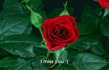 :( GIF - Rose Flower Bloom GIFs