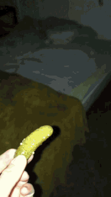 Dog Eating Cucumber GIF
