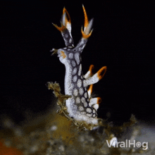 Underwater Snail Nudibranch GIF - Underwater Snail Nudibranch Viralhog GIFs