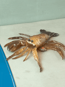 a crab with a shell on its back is sitting on a table