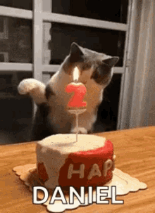 Cat Slap GIF - Cat Slap Happy GIFs