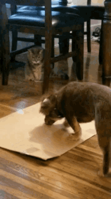 two cats are playing on a cardboard box on the floor