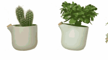 plants cactus