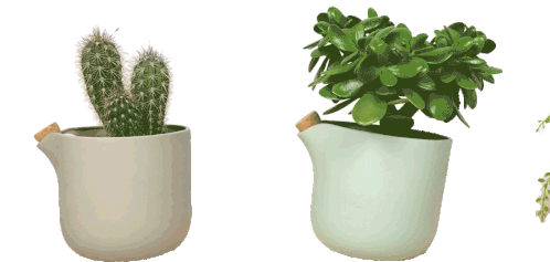 Moving Plants Plants Sticker - Moving Plants Plants Cactus Stickers