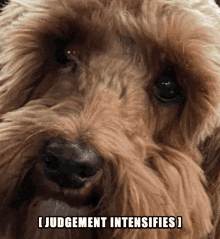 Judgement Dog GIF - Judgement Dog GIFs